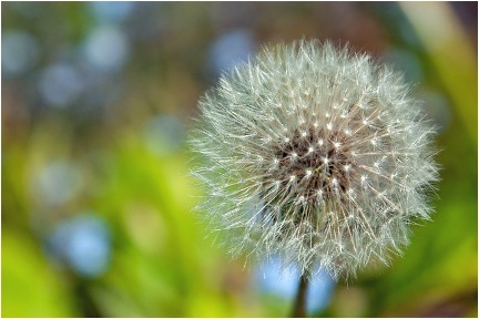 Dandelion